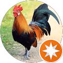 Christopher Law profile picture