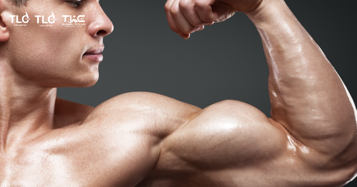 What Factors Are Important for Building Strong Muscles