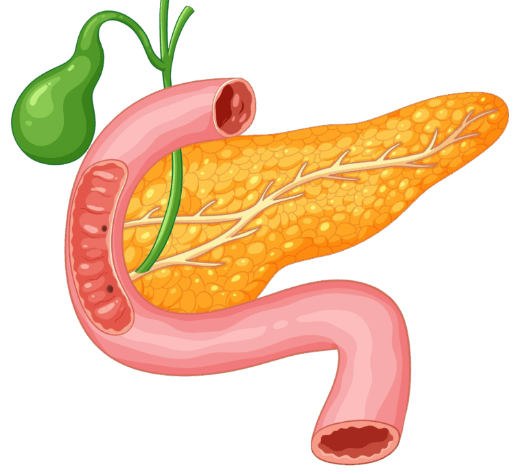 pancreas
