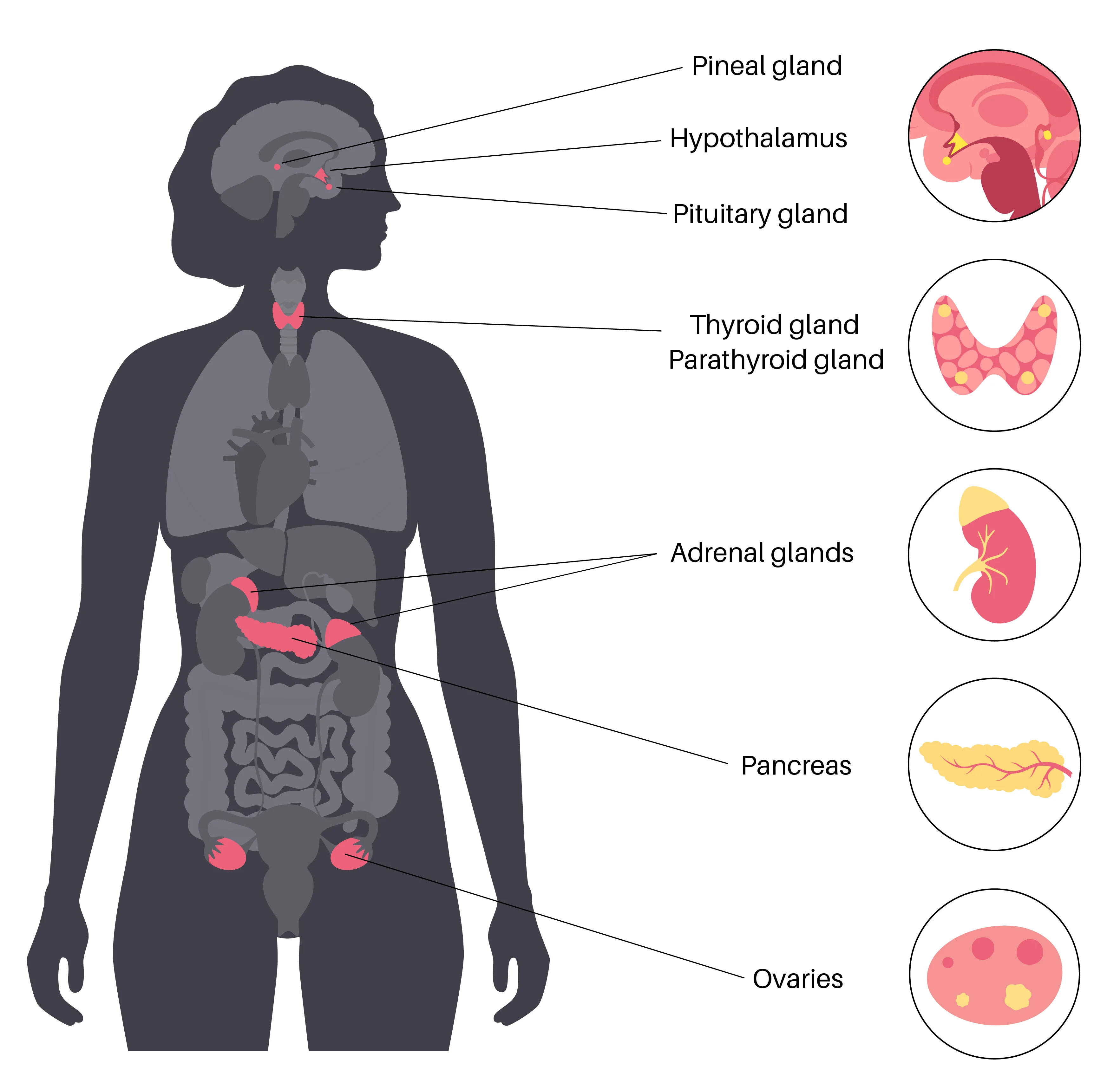 ระบบต่อมไร้ท่อ - endocrine system