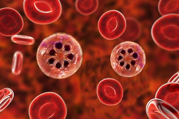 เชื้อมาราเลีย ใน เม็ดเลือดแดง - infection is in the blood cells