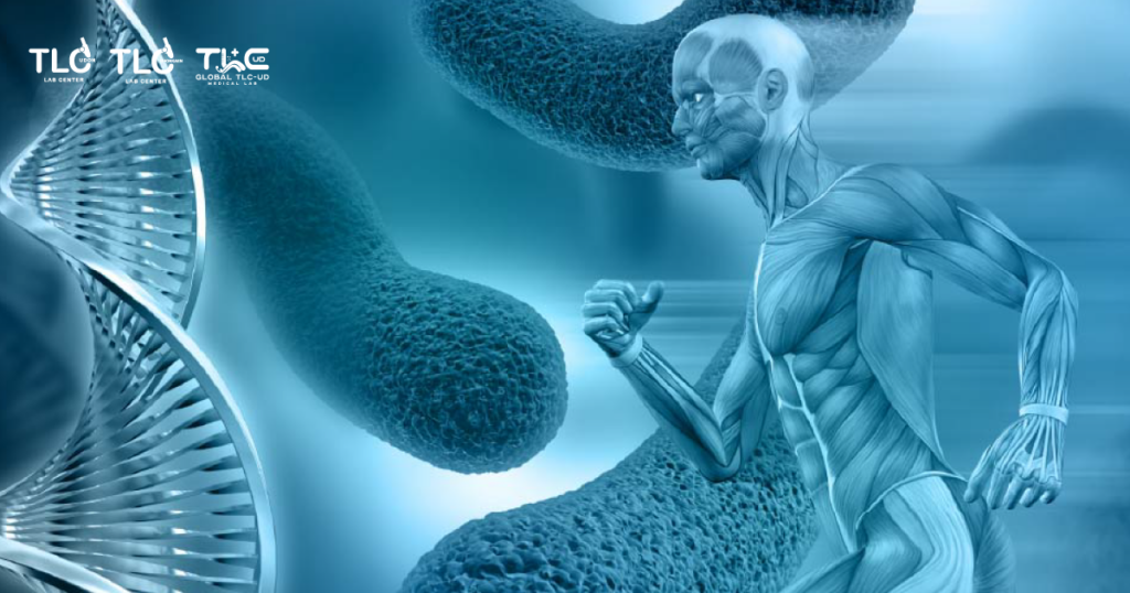 ไมโทคอนเดรีย - Mitochondrial function