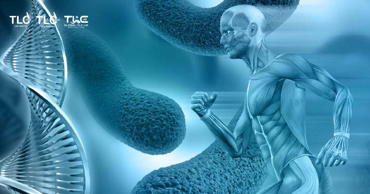 ไมโทคอนเดรีย - Mitochondrial function