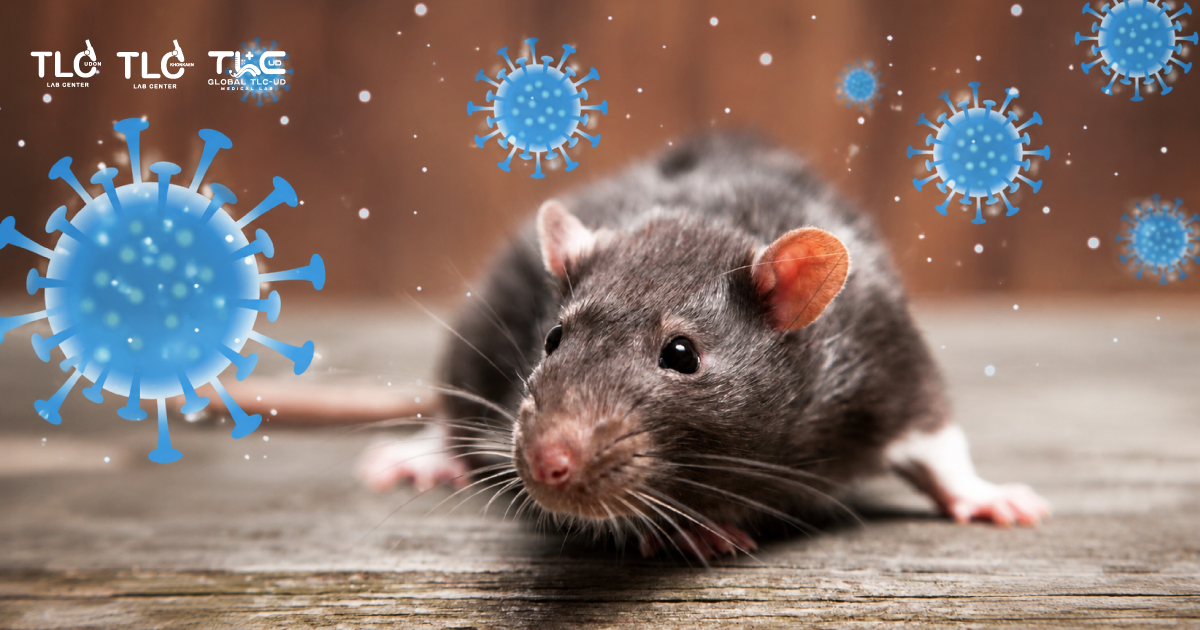 ไวรัสฮันตา - Hantavirus